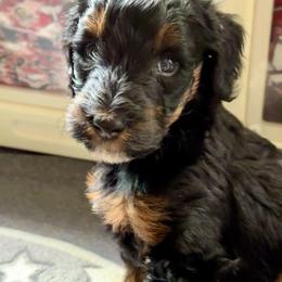 Lucky - Phantom male Bernedoodle puppy in Henrico, Virginia from Paws 4 Doodles, LLC