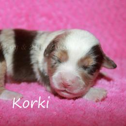 Korki - Red merle female Miniature American Shepherd puppy in Godley, Texas from Flying H Toy and Mini Aussies
