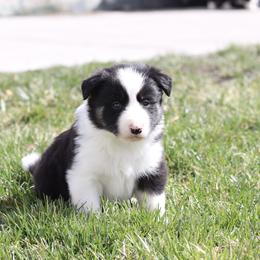 Border Collie Puppies from North Fork Border Collies