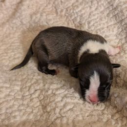 Nyx - Black male American Staffordshire Terrier puppy in Conley, Georgia from Cicero Kennels