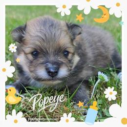 Popeye AKC - Red sable male Pomeranian puppy in Eatonville, Washington from Foxy Forest Poms