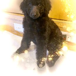 Poodle Puppies from Arindayle Standard Poodles