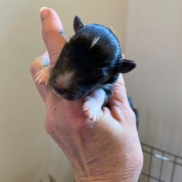 Boy 2 - Shetland Sheepdog puppy in Buffalo, Minnesota from Gulstad’s Shelties