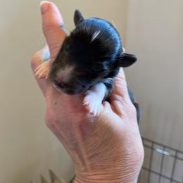 Boy 2 - Shetland Sheepdog puppy in Buffalo, Minnesota from Gulstad’s Shelties