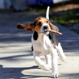 American Foxhound and American Staffordshire Terrier Puppies from Whitlow Kennel