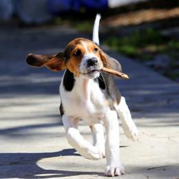 American Foxhound and American Staffordshire Terrier Puppies from Whitlow Kennel