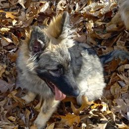 German Shepherds from Working Valley Shepherds