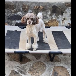Paradise - Poodle