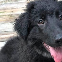Shiloh Shepherds from Middle Earth Shilohs