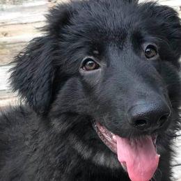Shiloh Shepherds from Middle Earth Shilohs