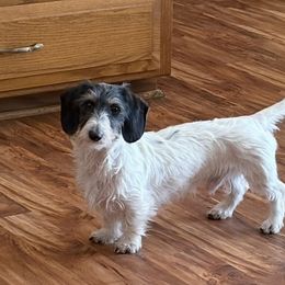 Wilbur - Dachshund