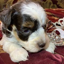 Titan - Parti male Miniature Schnauzer puppy in Kentucky from Mrs Bs Teeny Schnauzers & Doodles
