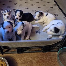 Siberian Husky Puppies from Marsh Creek Huskies