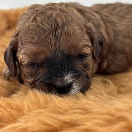 Hazel - red - Brown female Shihpoo puppy in Gay, Georgia from That’s My Puppy