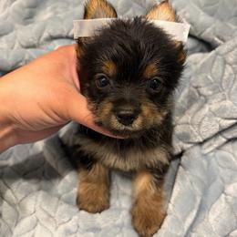 Ozzy - Black and tan male Yorkshire Terrier puppy in Parma Heights, Ohio from Yorkies of Ohio