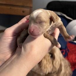 Male-tan - Apricot Poodle puppy in York, Pennsylvania from Oodlez of Mini Poodles