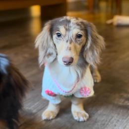 Daisy - Dachshund