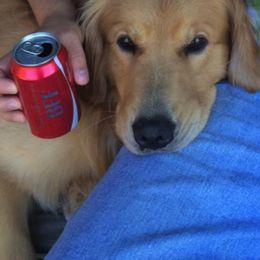 Golden Retriever All Grown Up from South Wind Kennel