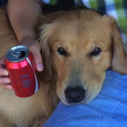 Golden Retriever All Grown Up from South Wind Kennel
