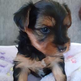 Lily Grace - Black and tan female Yorkshire Terrier puppy in Gurley, Alabama from Rhondas yorkies