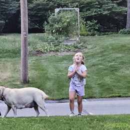 Labrador Retriever Puppies from Gabriel Ben-Yosef