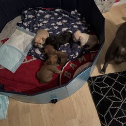 French Bulldog Puppies from Highley’s  Frenchies