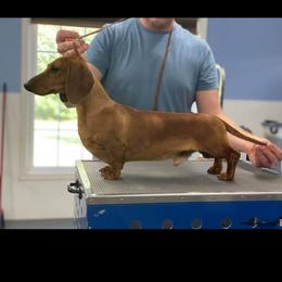 Ram - Dachshund