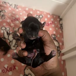 Boy 3  Santa little helper - Black and tan male Yorkipoo puppy in Gastonia, North Carolina from Precious pups dynasty kennel