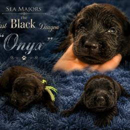 Sea Majors the Last Black Dragon - Black male Belgian Sheepdog puppy in Virginia Beach, Virginia from Sea Major Belgians