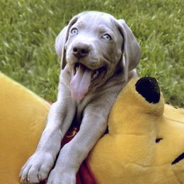 Weimaraner Puppies from Greyborn Weimaraners