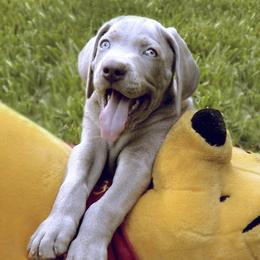 Weimaraner Puppies from Greyborn Weimaraners