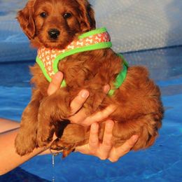 Goldendoodle Puppies from Crazy Cute Kennels