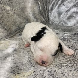 Samantha - Parti female Goldendoodle puppy in Haddam, Kansas from Golden B Acres