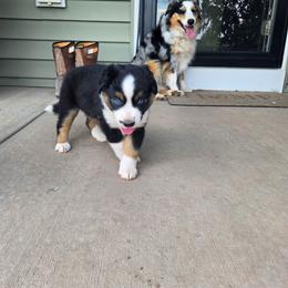 Willow - Black tri female Miniature Australian Shepherd puppy in Hedgesville, West Virginia from Wishing Tree Minis