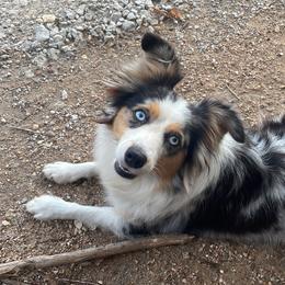 Jasmine - Toy Australian Shepherd