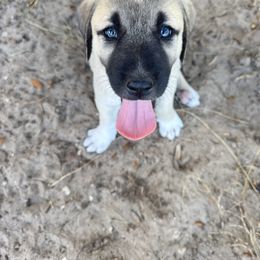 Pope - Fawn male Anatolian Shepherd Dog puppy in Avon Park, Florida from Sandy Pines Homestead