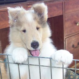 Collie Puppies from Thorndale Collies