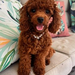 Maple - Poodle