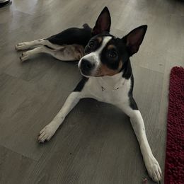 Rat Terriers from Megan Richards