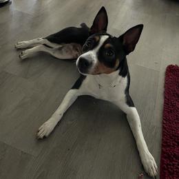 Rat Terriers from Megan Richards