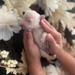 Runaround Sue - Cream male Poodle puppy in Hemet, California from Vallevistadoodles