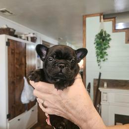 Elvis - Blue male French Bulldog puppy in Neosho, Missouri from K2S Frenchies