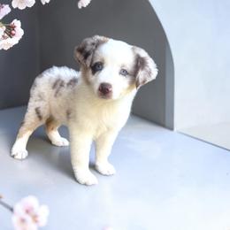 Kora Batty - Red merle female Australian Shepherd puppy in Statesville, North Carolina from Charming Australian Shepherds