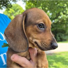 John-Green - Red male Dachshund puppy in Frankfort, Kentucky from Gigi's Dachshunds