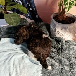 Poodle Puppies from Pantheon Poodles