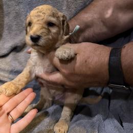 W25 Male Teal Collar - Red  male Goldendoodle puppy in Cape Coral, Florida from GoldenDoodles Cape Coral