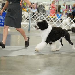 Portuguese Water Dog All Grown Up from Aguas de Seda