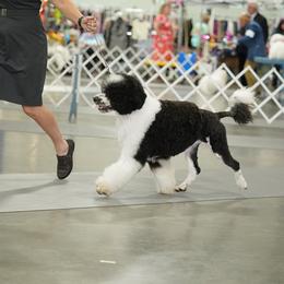 Portuguese Water Dog All Grown Up from Aguas de Seda