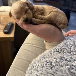 Yorkipoo Puppies from Bayless Yorkiepoos