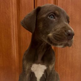 Count Choc - Chocolate brindle male Great Dane puppy in Florida from Beachside Kennels